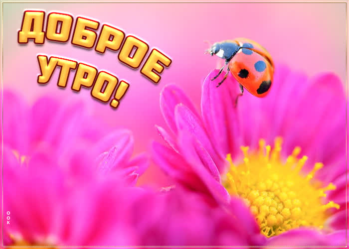 Необычная открытка доброе утро с божьей коровкой.