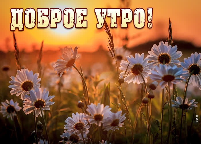 Ромашковая открытка доброе летнее утро