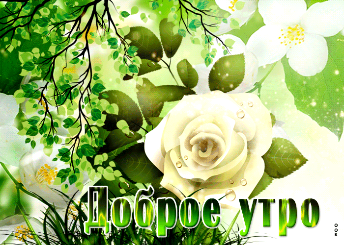 Летняя Прикольная открытка с розой, доброе утро 2022. Летняя Прикольная открытка с розой, доброе утро 2022.