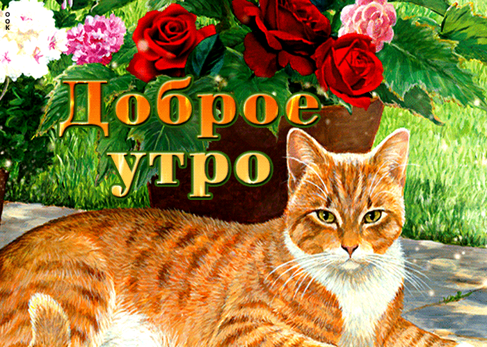 Анимационная открытка с котом, доброе утро Анимационная открытка с котом, доброе утро