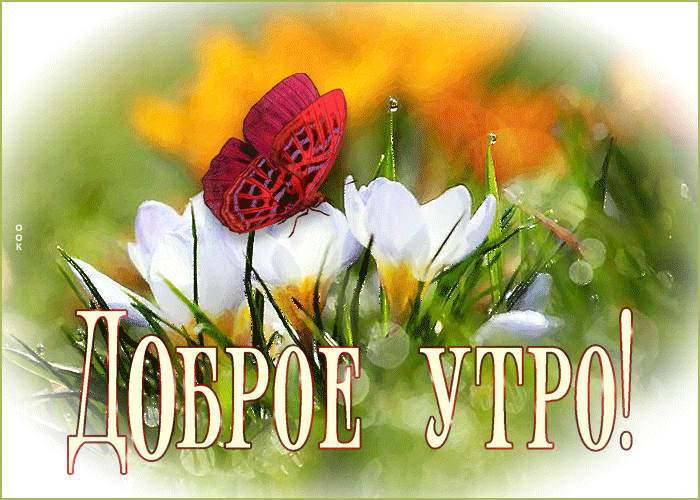 Анимационная летняя открытка доброе утро с бабочкой на цветах в Июне! Анимационная летняя открытка доброе утро с бабочкой на цветах в Июне!