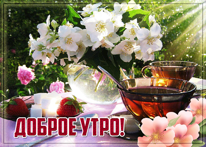 Мерцающая открытка доброе утро с чайком и цветами в Июле! Мерцающая открытка доброе утро с чайком и цветами в Июле!