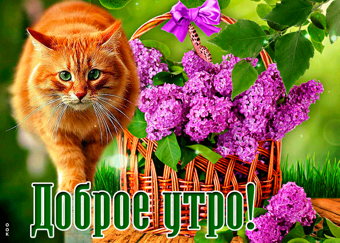Летняя Прекрасная открытка доброе утро с рыжим котом. Летняя Прекрасная открытка доброе утро с рыжим котом.