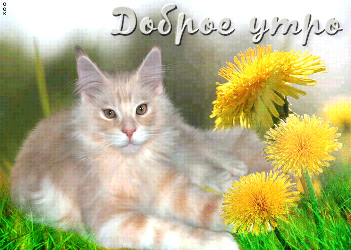 Особенная открытка доброе утро с красивой кошкой Особенная открытка доброе утро с красивой кошкой
