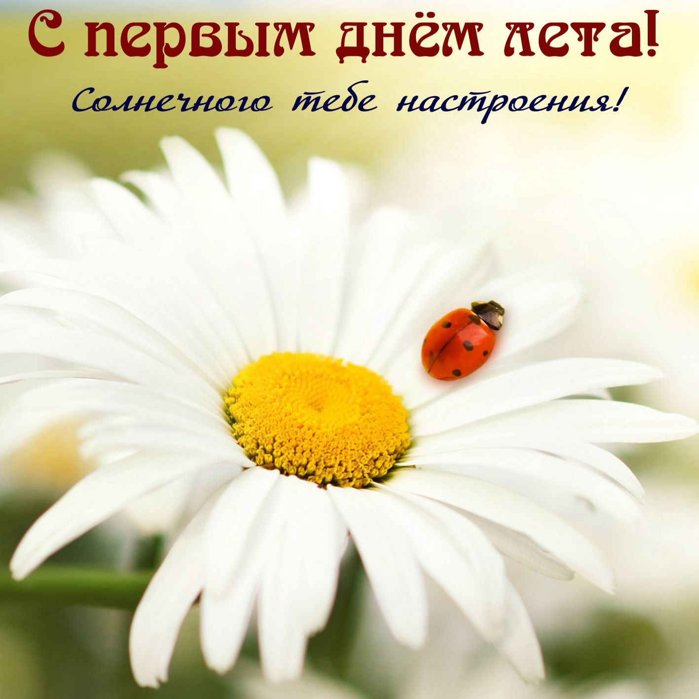 Божья коровка на лепестке ромашки.