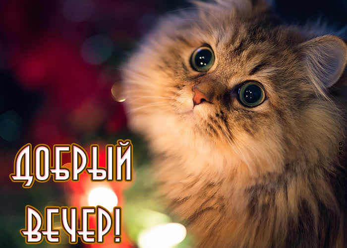 Удивительная картинка добрый вечер с кошкой Удивительная картинка добрый вечер с кошкой