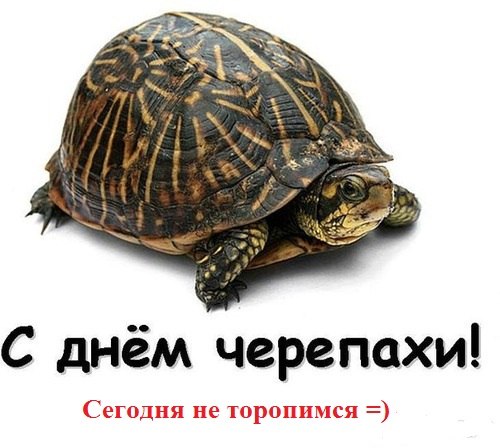 Красивые открытки с всемирным днем черепах, порадуйте друзей и близких.