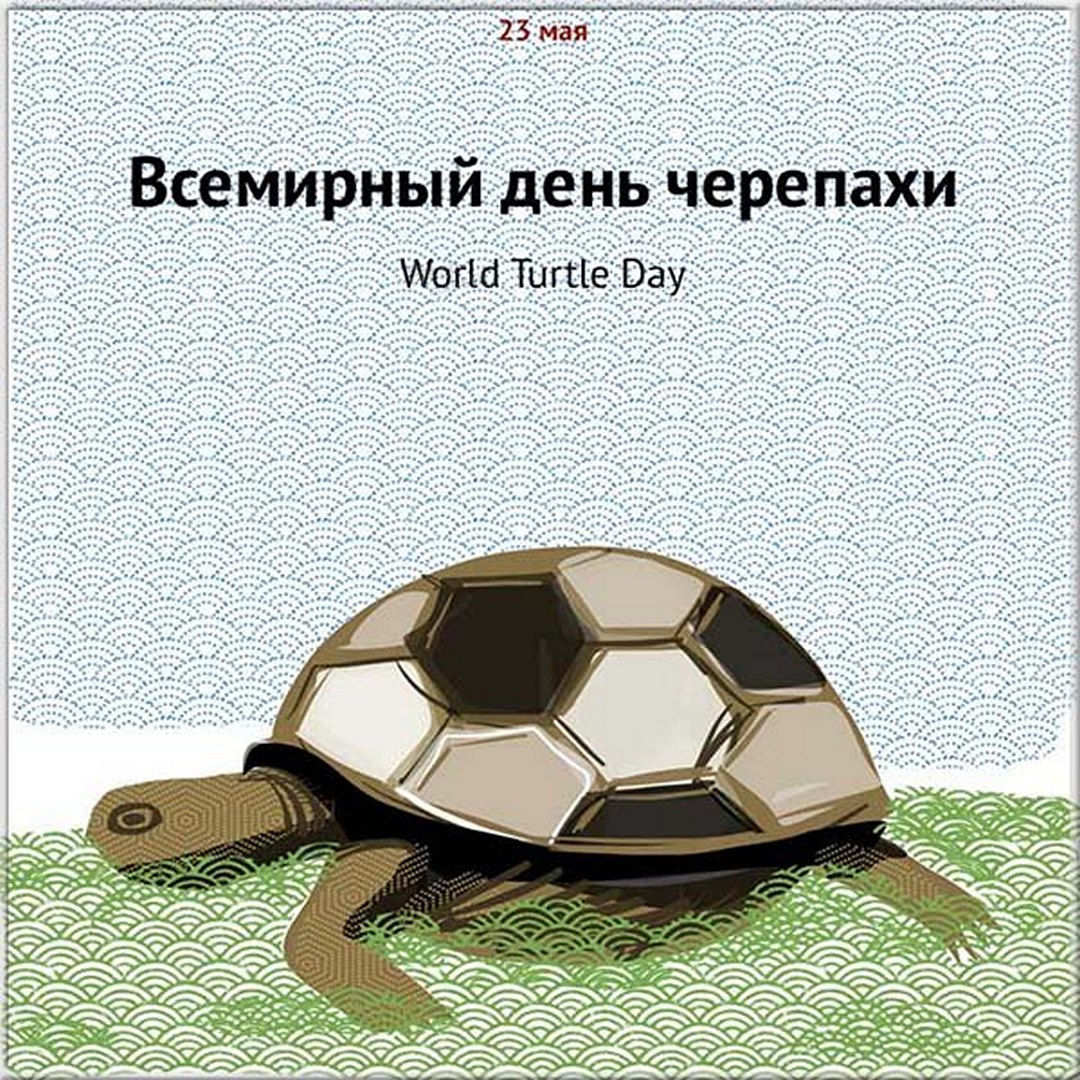 Открытки на Всемирный день черепахи призваны привлечь внимание человека к уменьшению количества черепах из за людей.