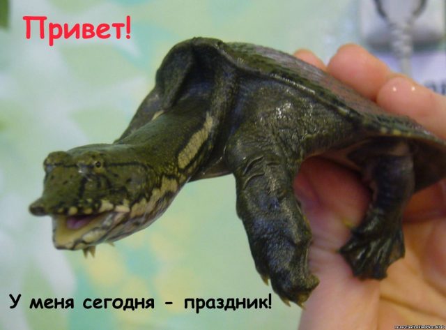 Открытка Всемирный день черепахи.