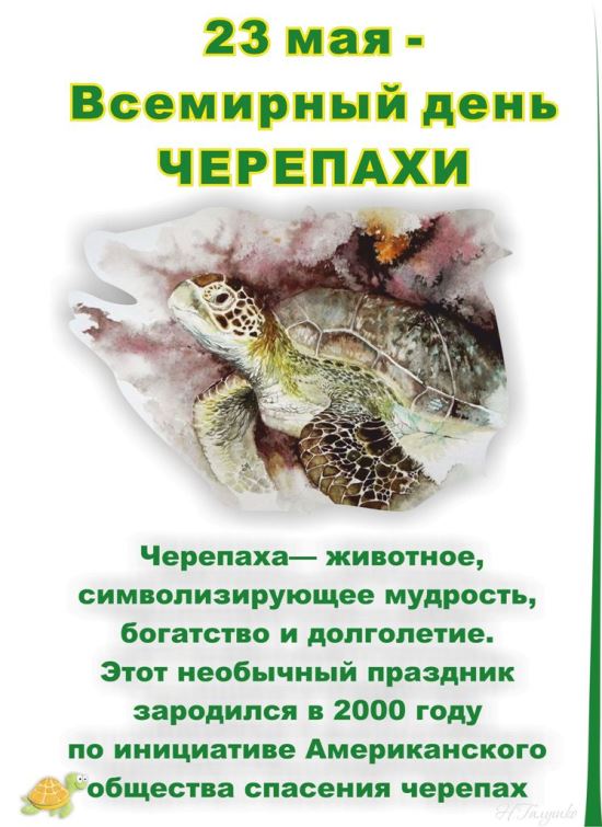 Дарю вам черепашку, пусть она принесет в семье удачу