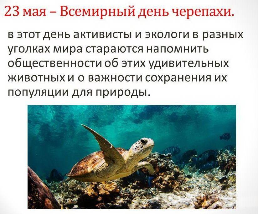 Картинка поздравление с днем черепахи - скачать бесплатно