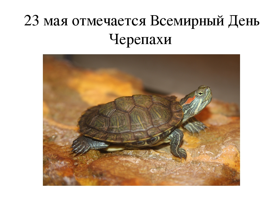 Всемирный день черепахи ретро