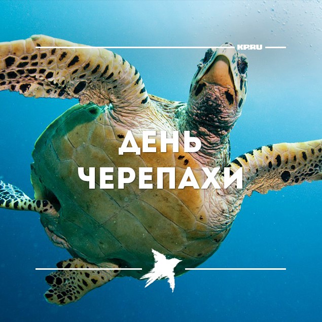 Тематическая картинка с днем черепахи.