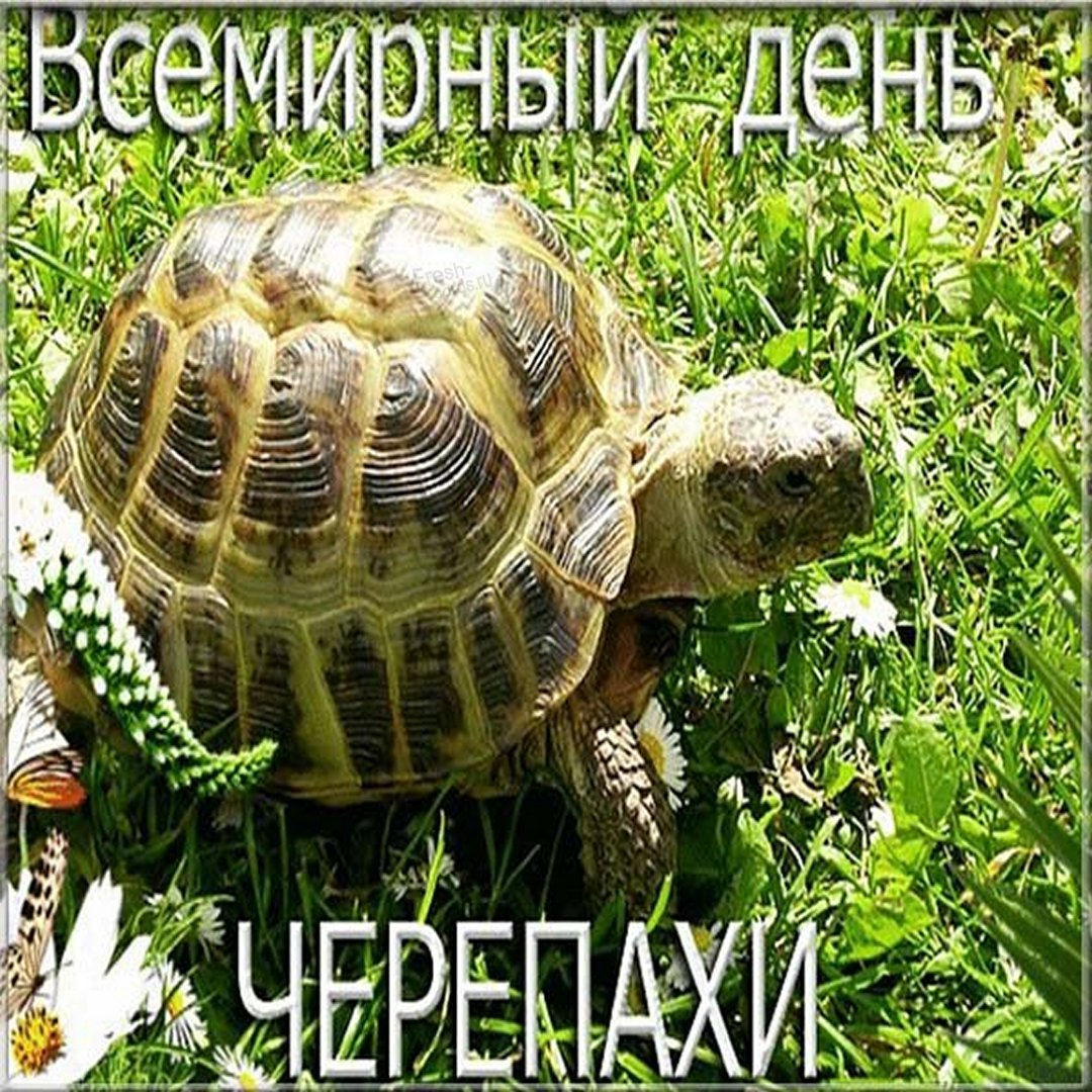 С днем черепахи поздравления.