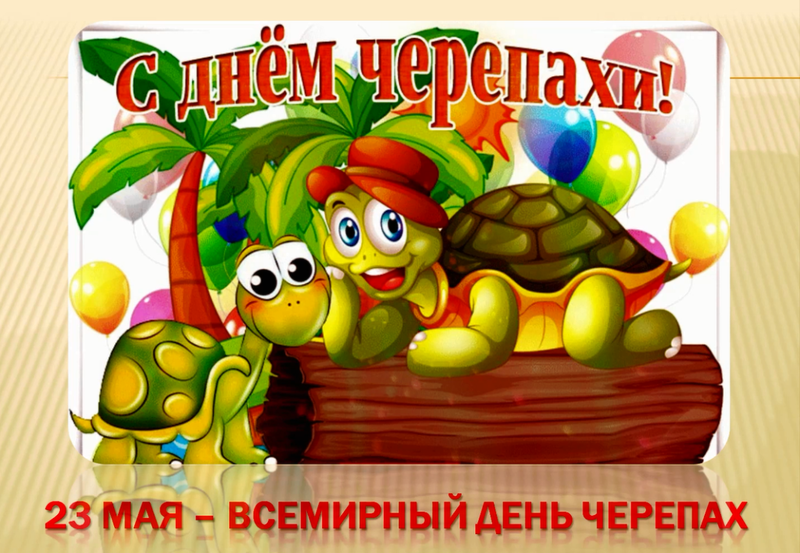 Всемирный день черепахи отмечают 23 мая.