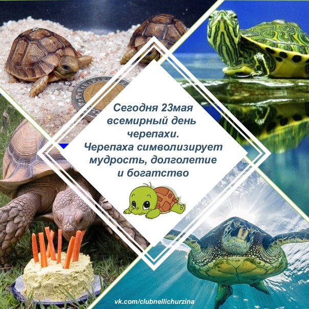 Прикольная картинка всемирный день черепахи.