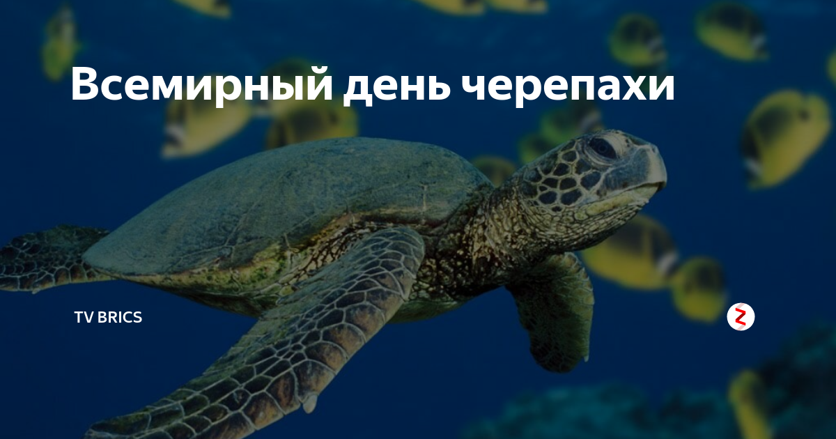 День черепахи 23 мая