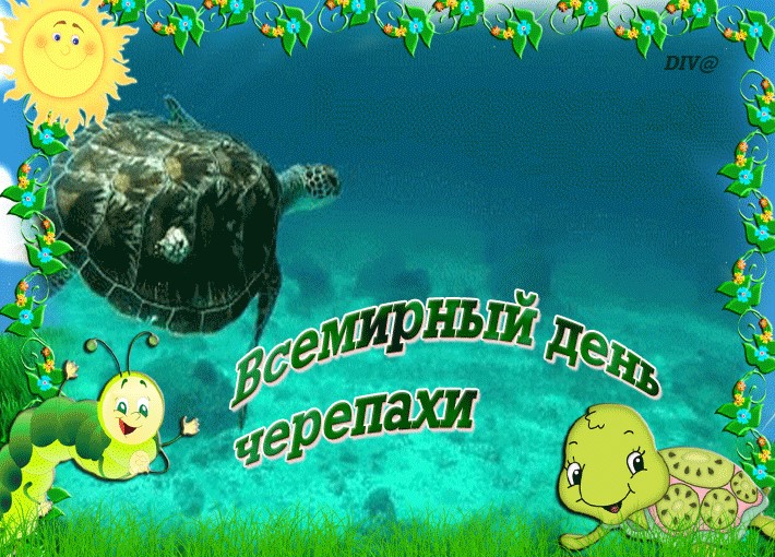 Прикольная открытка Всемирный день черепахи.