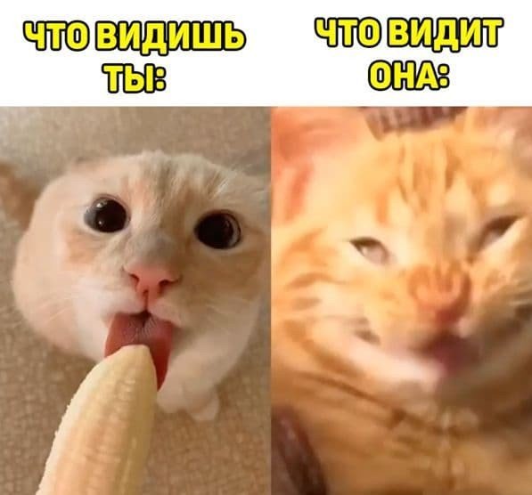 Хостинг картинок yapx.ru