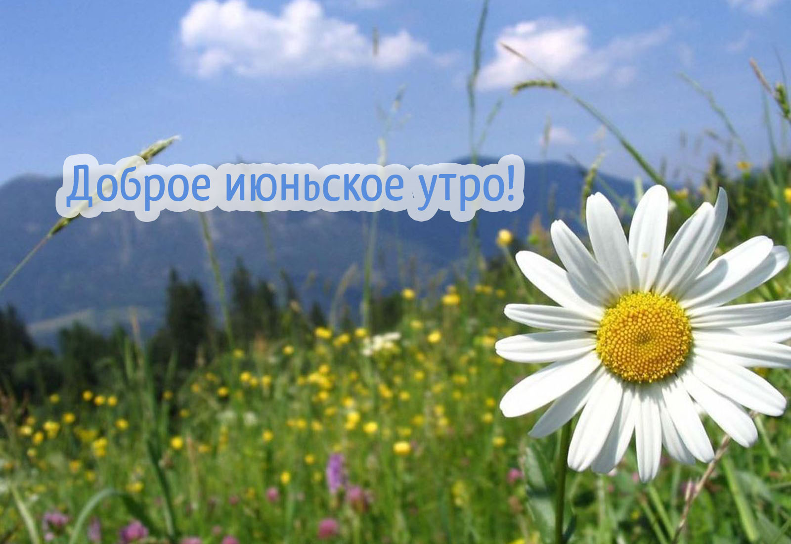 Замечательного летнего настроения! Июньское доброе утро! — картинка. Замечательного летнего настроения! Июньское доброе утро! — картинка.