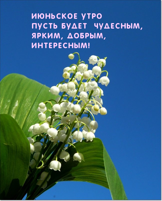Хорошего летнего дня! Подсолнухи, лето, утро, кофе. Доброе утро Июня! Хорошего летнего дня! Подсолнухи, лето, утро, кофе. Доброе утро Июня!