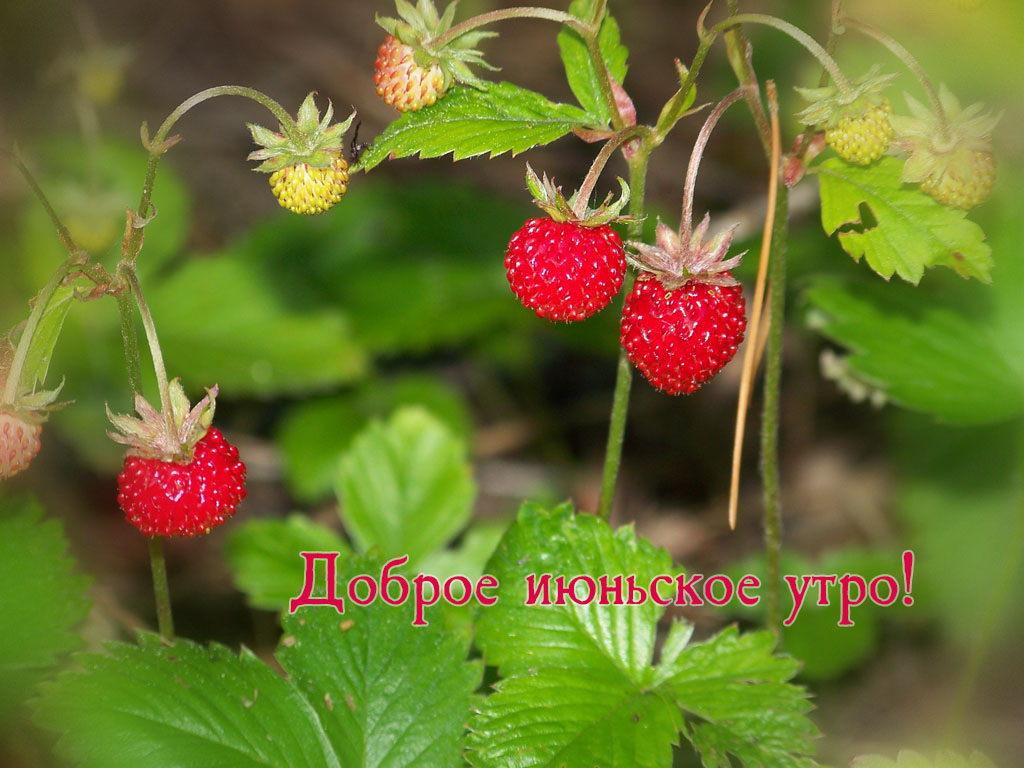 Картинка - Доброе июньское утро! Картинка - Доброе июньское утро!