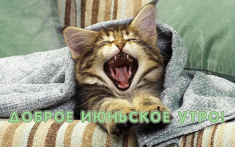 Доброго июньского утра на даче Доброго июньского утра на даче