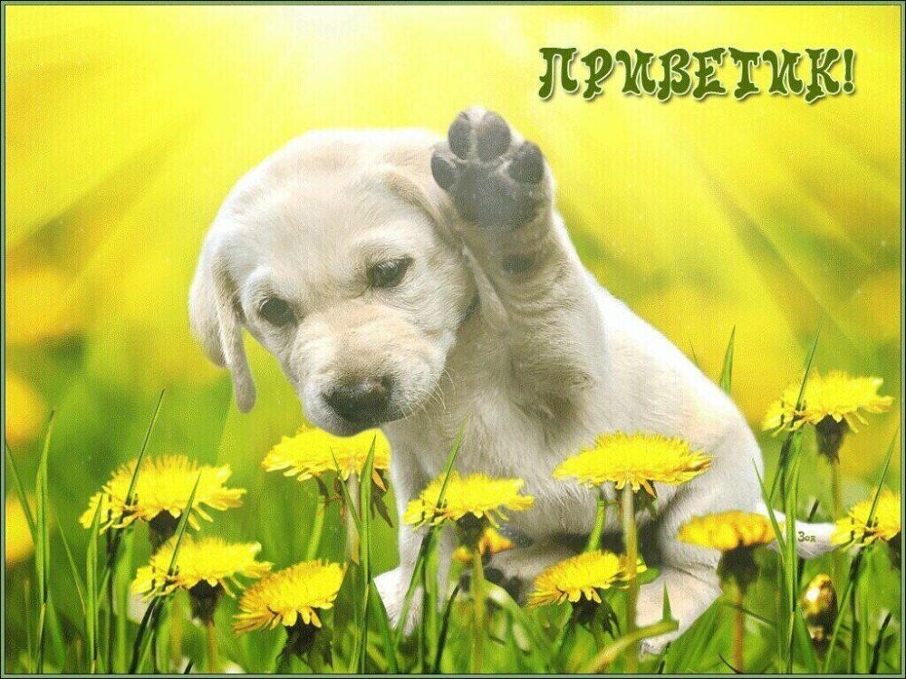 Приветики отличного настроения и удачного дня