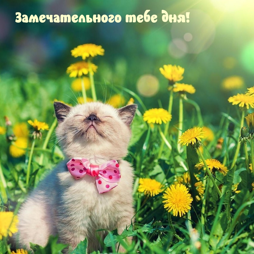 Красивая открытка Яркого летнего дня! Красивая открытка Яркого летнего дня!