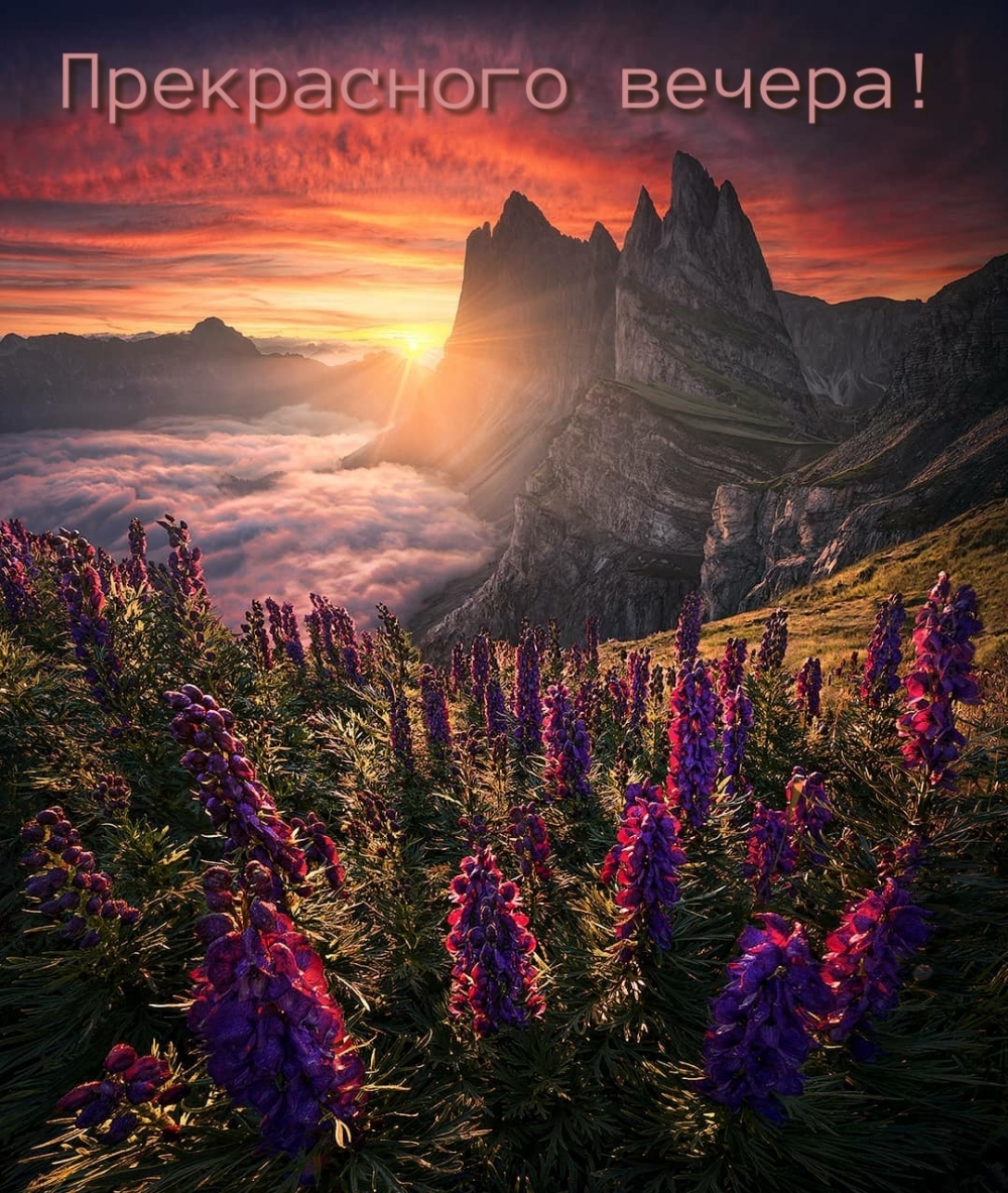 Доброго и радостного вечера красивые цветы.