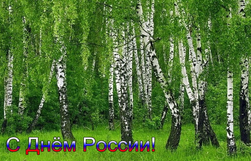 С Днём России, березовая роща. С Днём России, березовая роща.