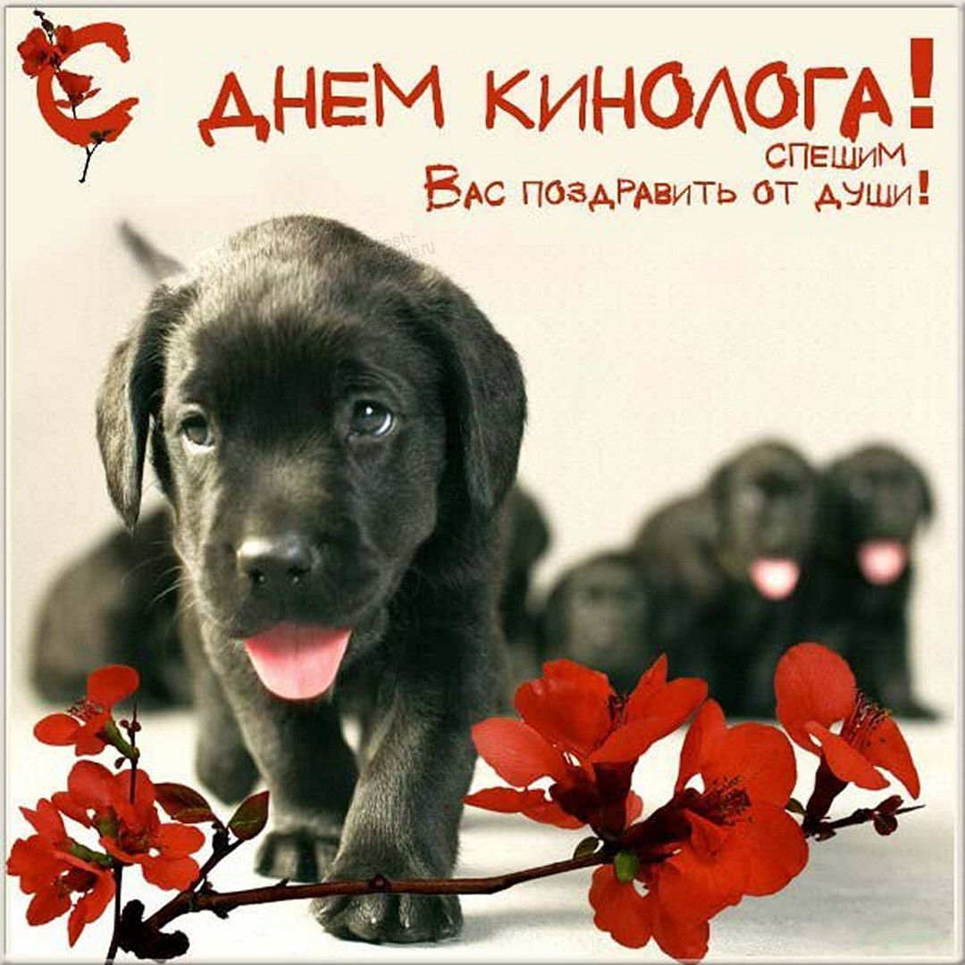 21 Июня день кинолога день кинологических подразделений МВД России. 21 Июня день кинолога день кинологических подразделений МВД России.