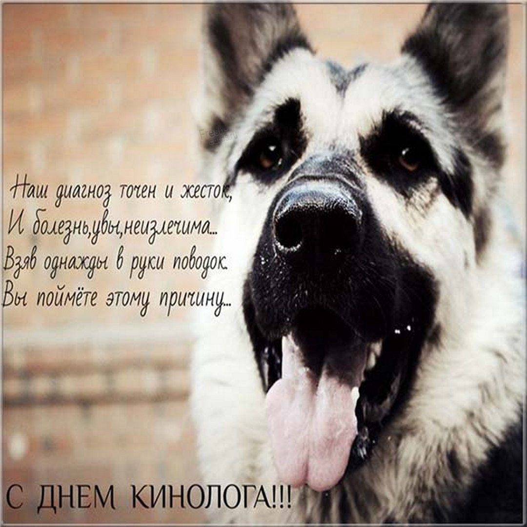 С Днём кинолога МВД открытки яркие и замечательные поздравления на 21 июня. С Днём кинолога МВД открытки яркие и замечательные поздравления на 21 июня.