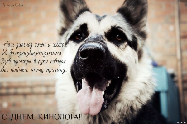 День кинолога поздравления. День кинолога поздравления.