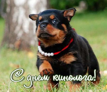 Открытки с днём кинологических подразделений МВД России. Открытки с днём кинологических подразделений МВД России.