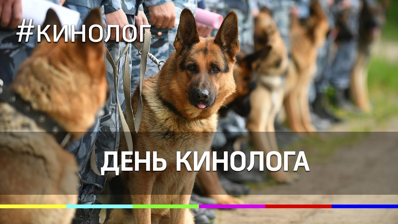 Картинки с собаками на день кинолога. Картинки с собаками на день кинолога.