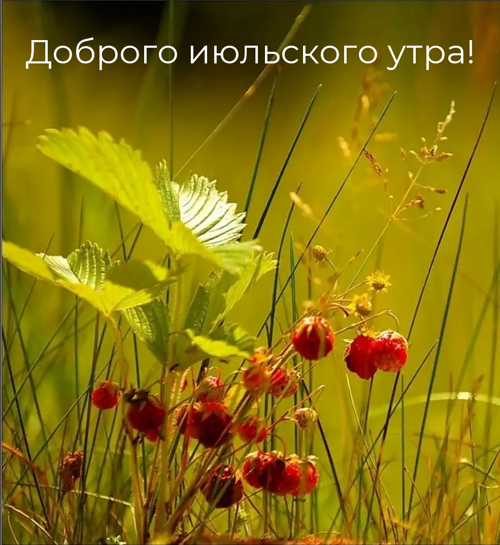 Красивые картинки с добрым Июльским утром скачать бесплатно.