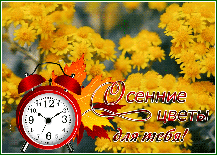 Солнечные осенние цветы, Утренний букет осенних цветов