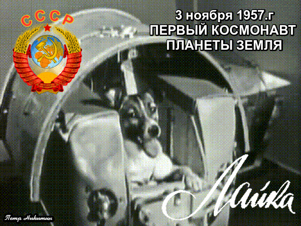 Гифка 3 Ноября 1957 года, первый космонавт планеты Земля собака Лайка!