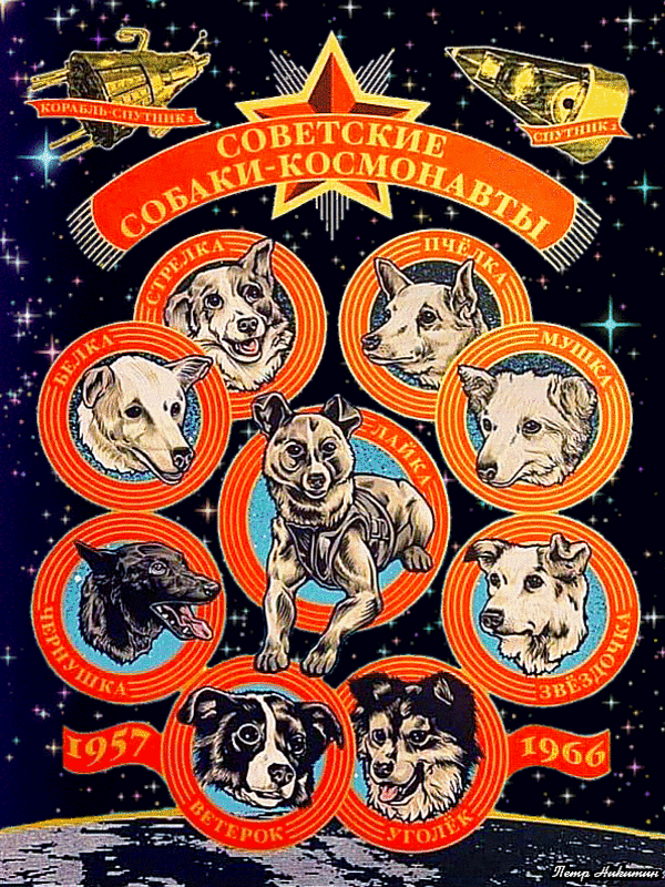 Гифка Советские Собаки - Космонавты : Белка, Стрелка, Пчёлка, Мушка, Лайка, Чернушка, Звёздочка, Ветерок, Уголёк!