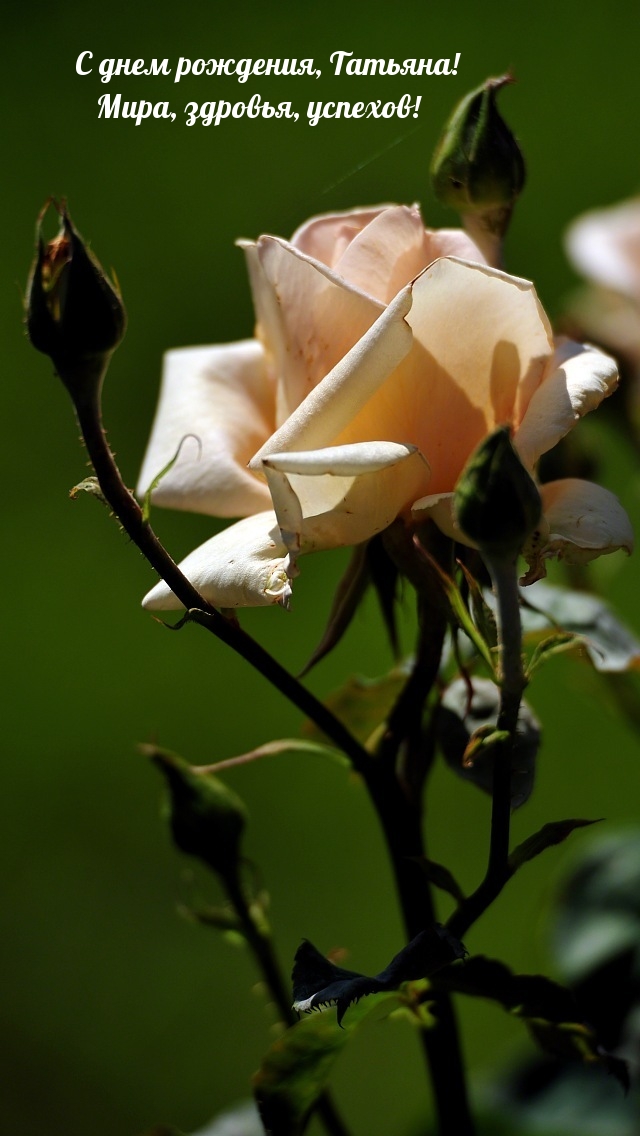 Хостинг картинок yapx.ru