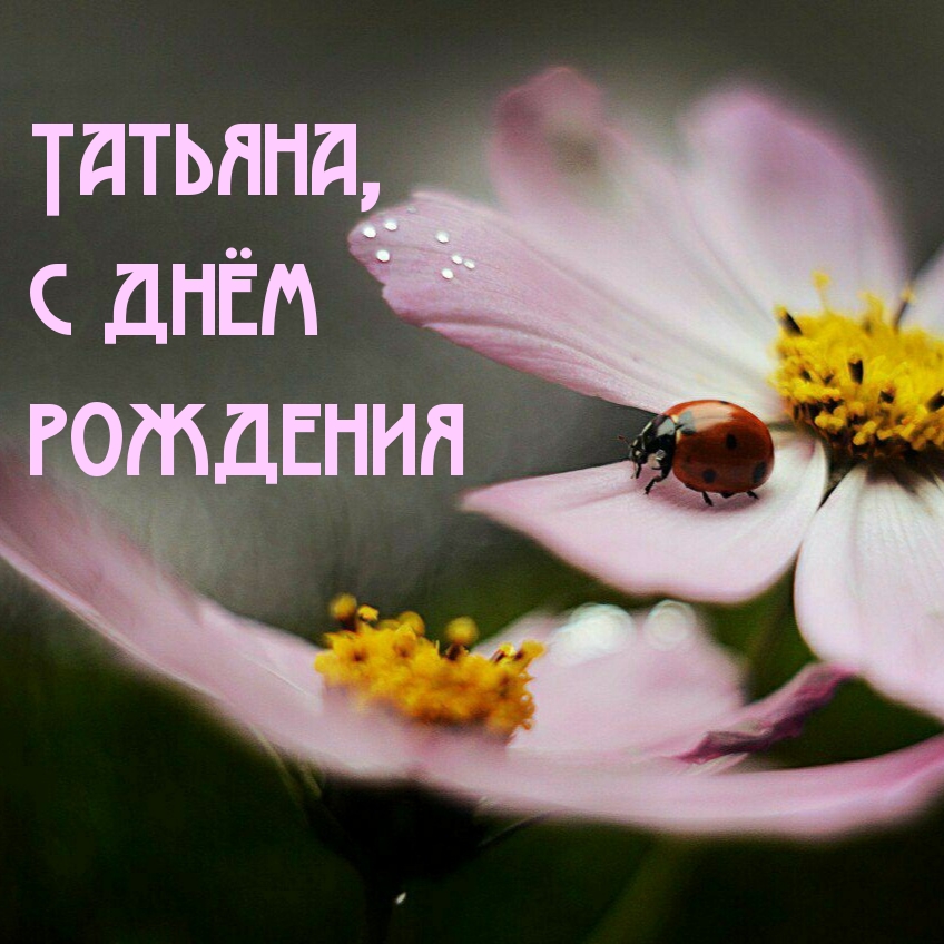 Хостинг картинок yapx.ru