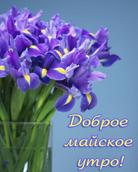 Пожелания доброго Майского утра. Пожелания доброго Майского утра.