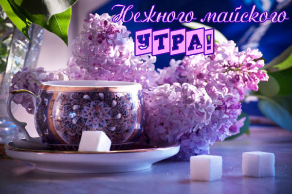 Красивые удивительные картинки с добрым утром весны в май. Красивые удивительные картинки с добрым утром весны в май.