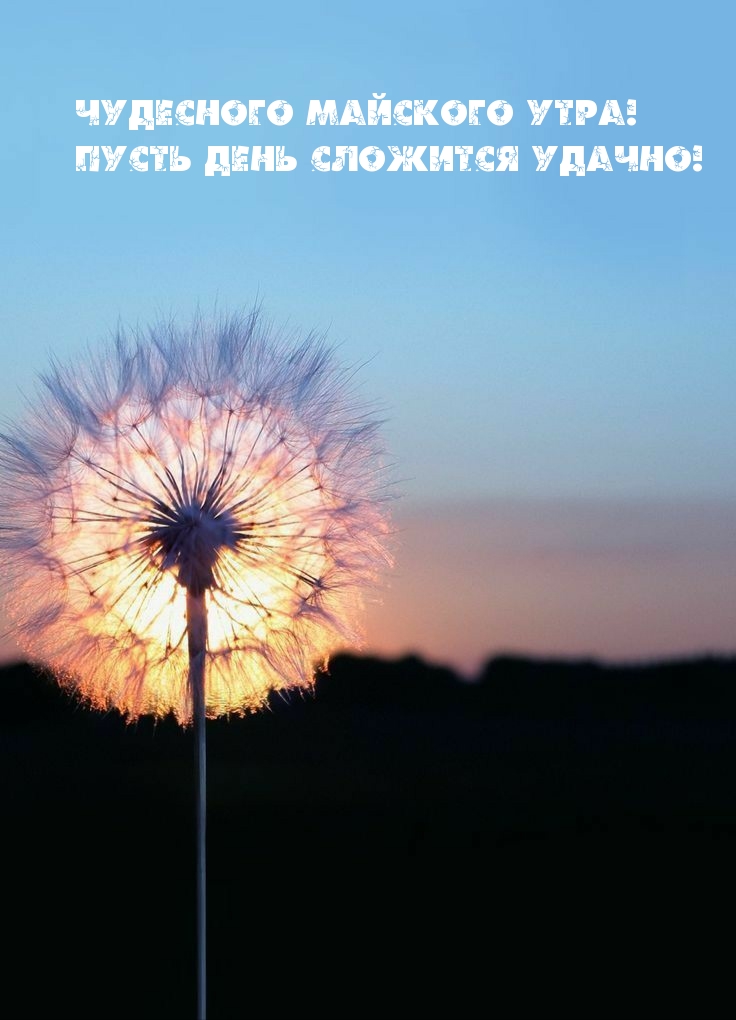 Доброе Майское утро ромашки Доброе Майское утро ромашки