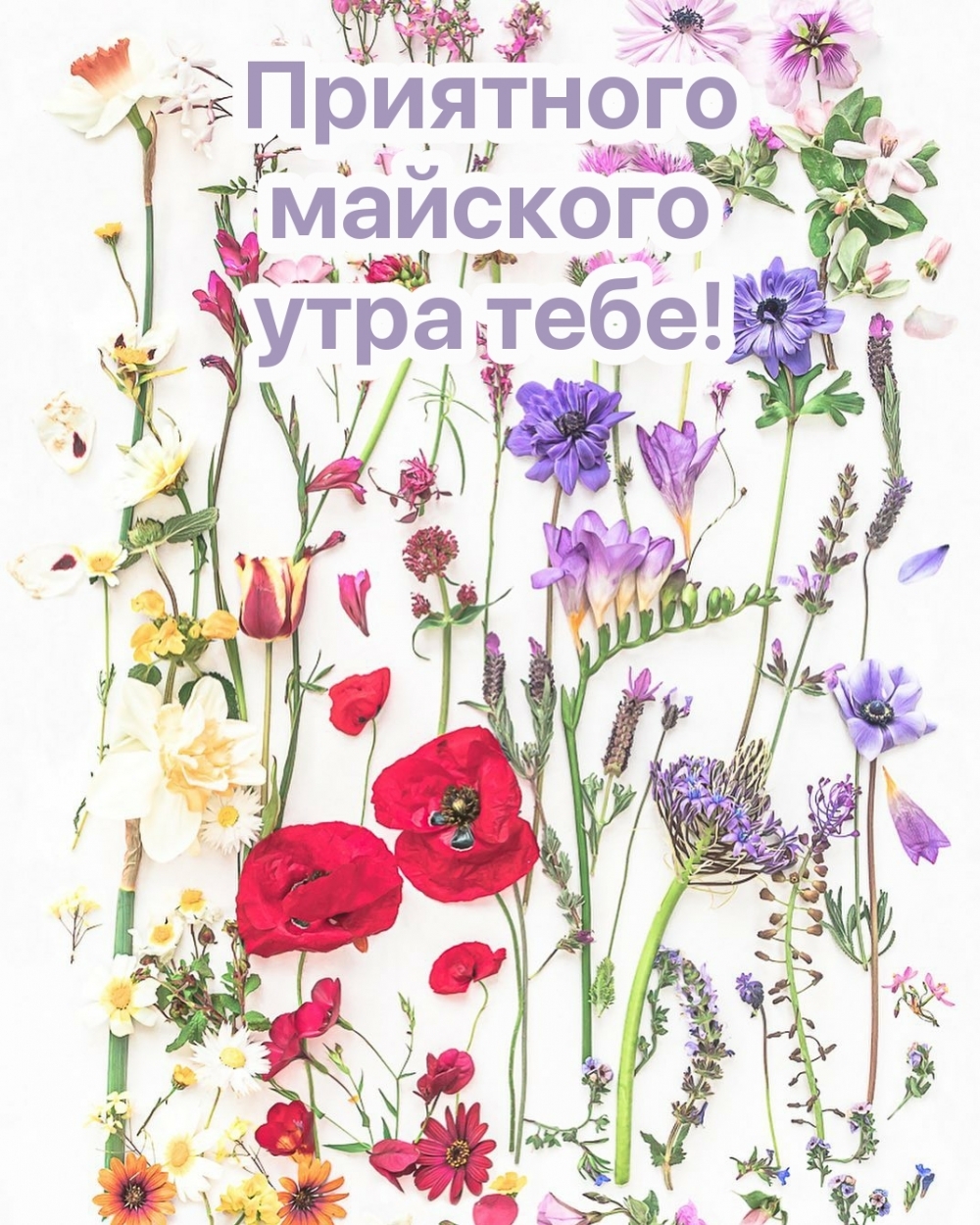 С добрым весенним утром картинки с пожеланием С добрым весенним утром картинки с пожеланием