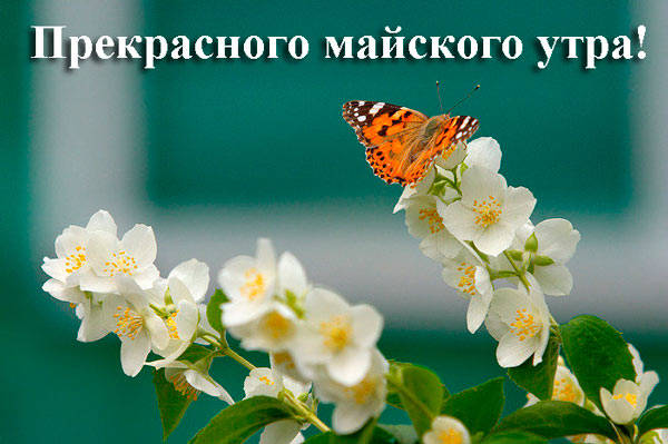 Новый день начинается с доброго утра! Новый день начинается с доброго утра!