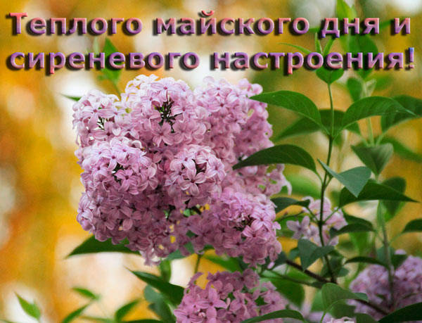 Майские Картинки С Надписью Доброе Утро (50 фото). Майские Картинки С Надписью Доброе Утро (50 фото).