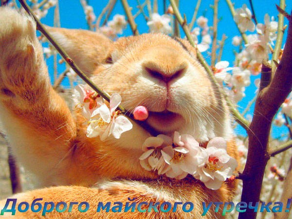Доброе утро май - новые смешные картинки (50 ФОТО). Доброе утро май - новые смешные картинки (50 ФОТО).