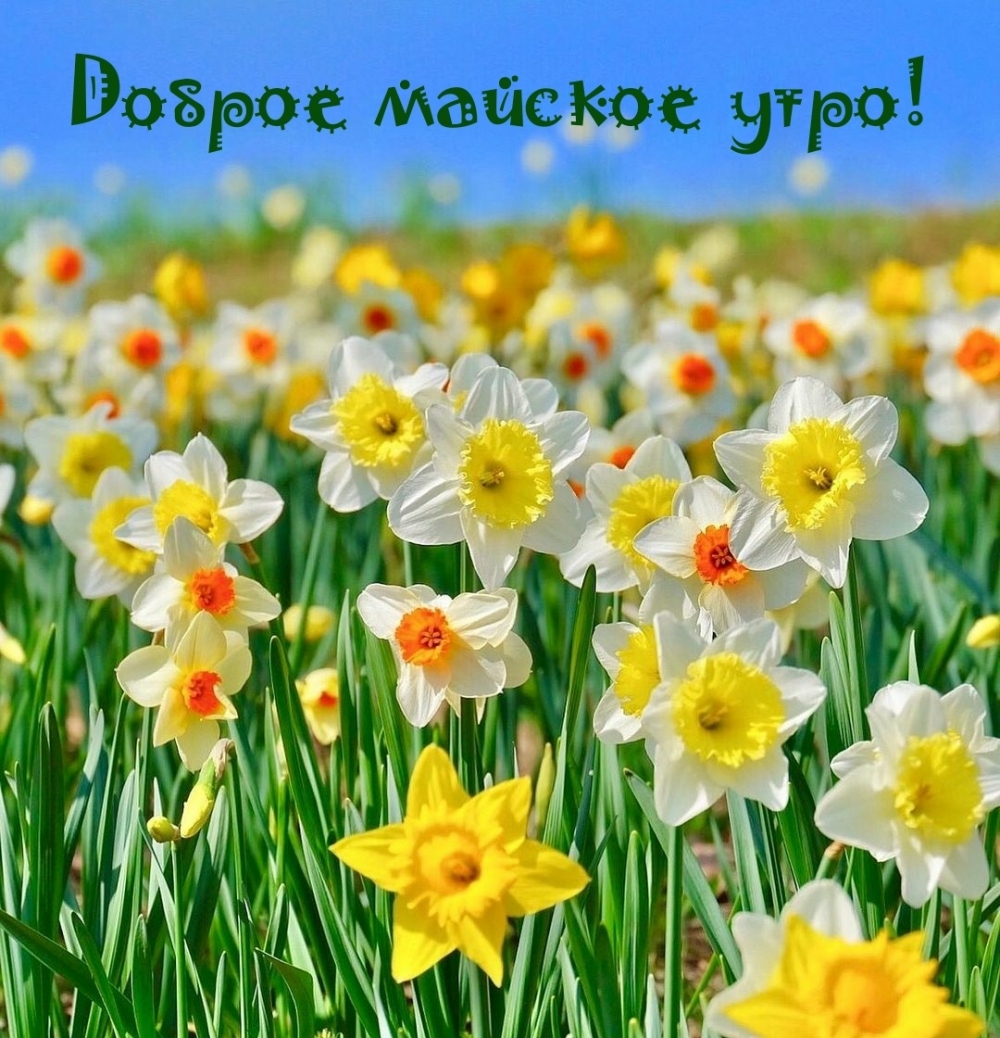 Желаю чудесного майского утра. Желаю чудесного майского утра.